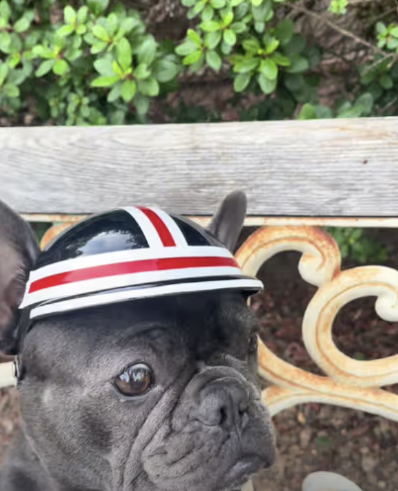 Frenchie is carving sidewalks all over town on her EV Skateboard !!!